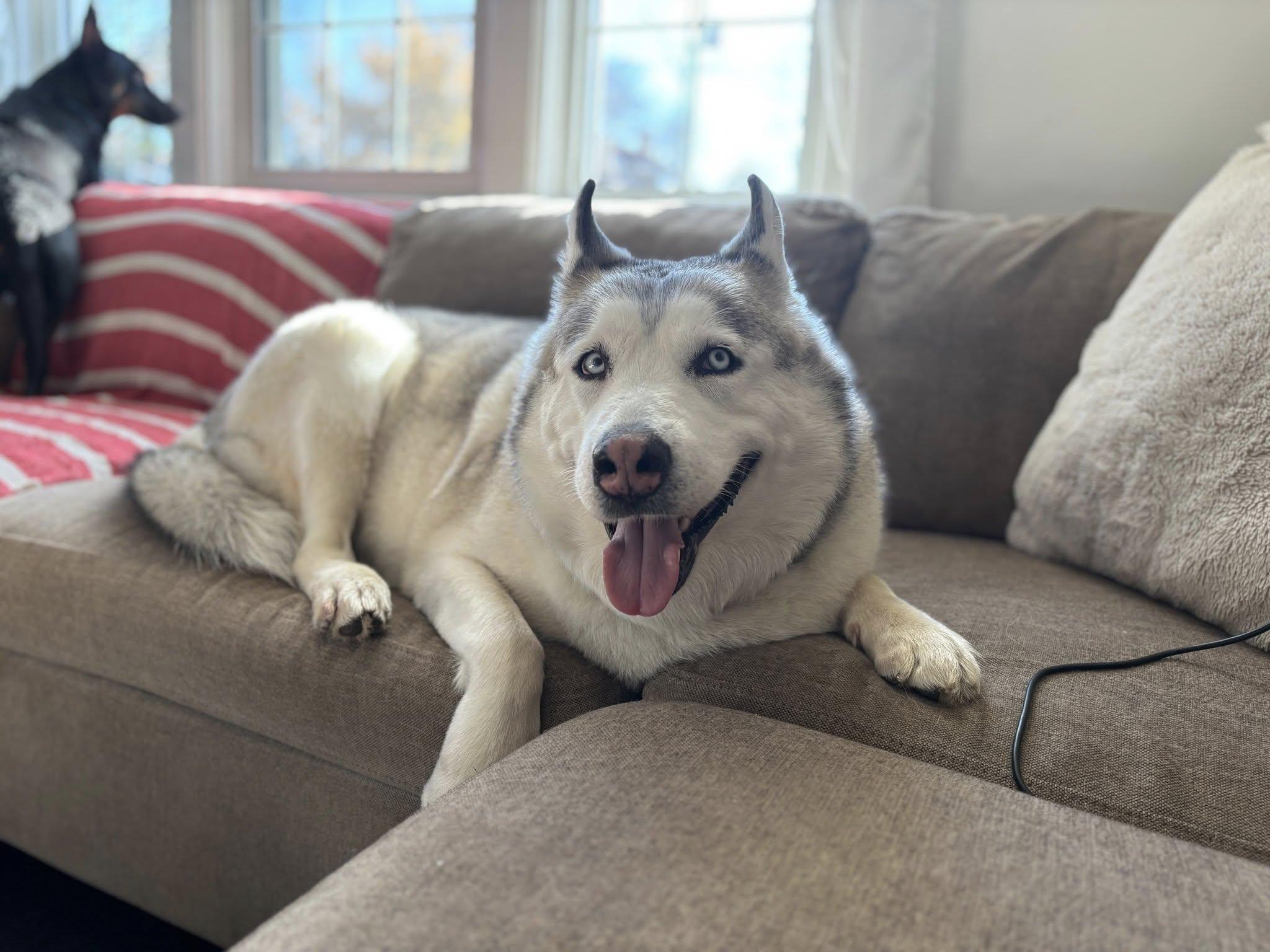 Tundra, a ADOPTABLE Husky in London, ON image 3/5
