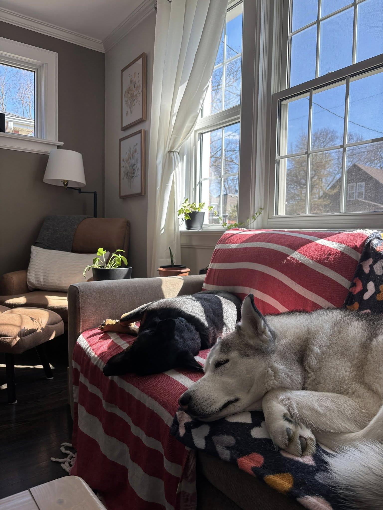 Tundra, a ADOPTABLE Husky in London, ON image 4/5