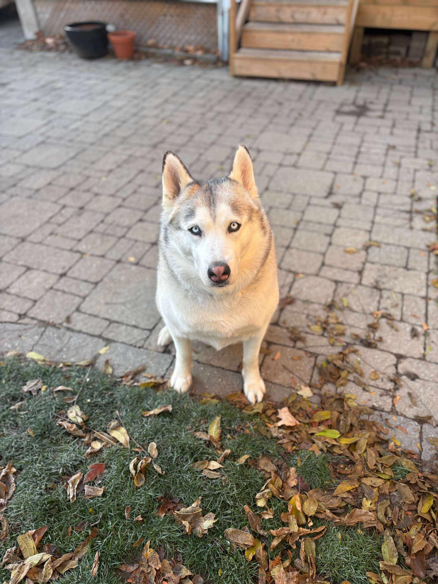 Tundra, a ADOPTABLE Husky in London, ON image 5/5