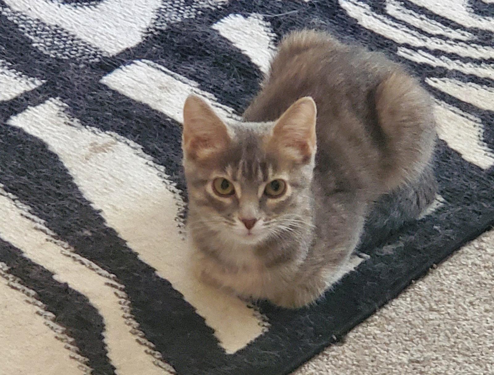 Cherokee, Adopted, Young Female Domestic Short Hair & Dilute Tortoiseshell.