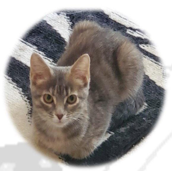 Enlarge Cherokee, a Adopted mixed breed in Cincinnati, OH image 2/3
