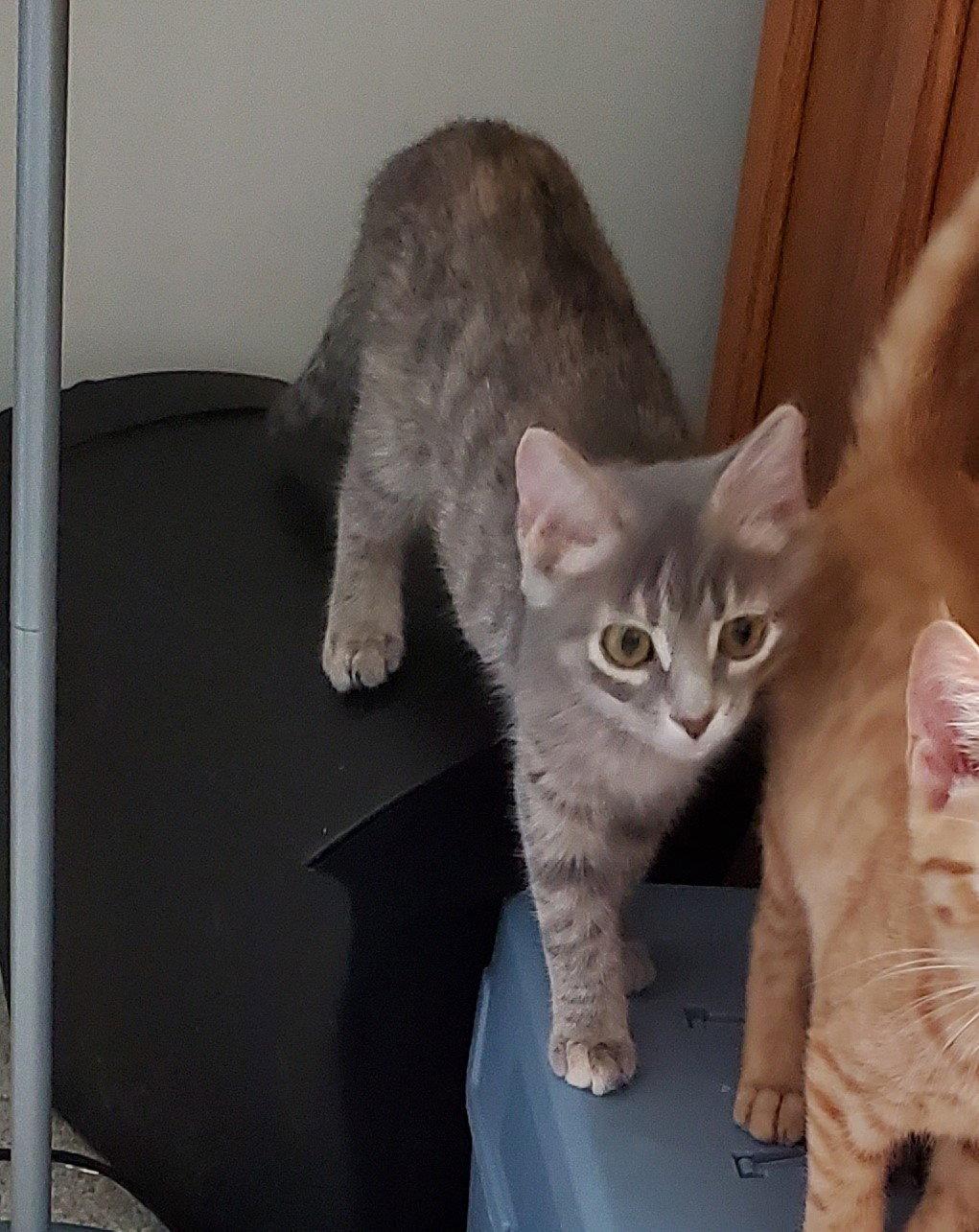 Enlarge Cherokee, a Adopted mixed breed in Cincinnati, OH image 3/3