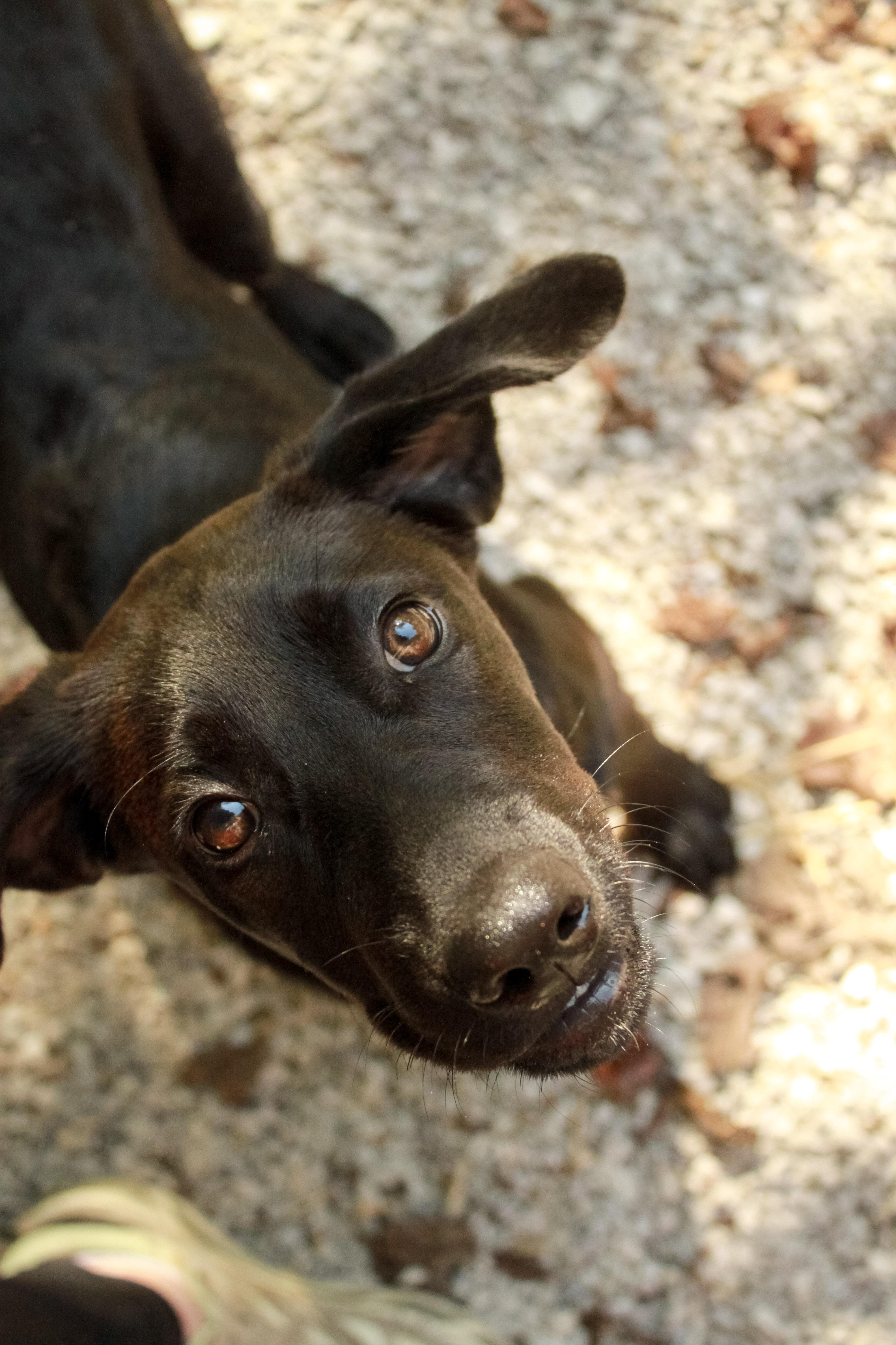 Enlarge Pixie, a Adopted mixed breed in Ona, WV image 2/2
