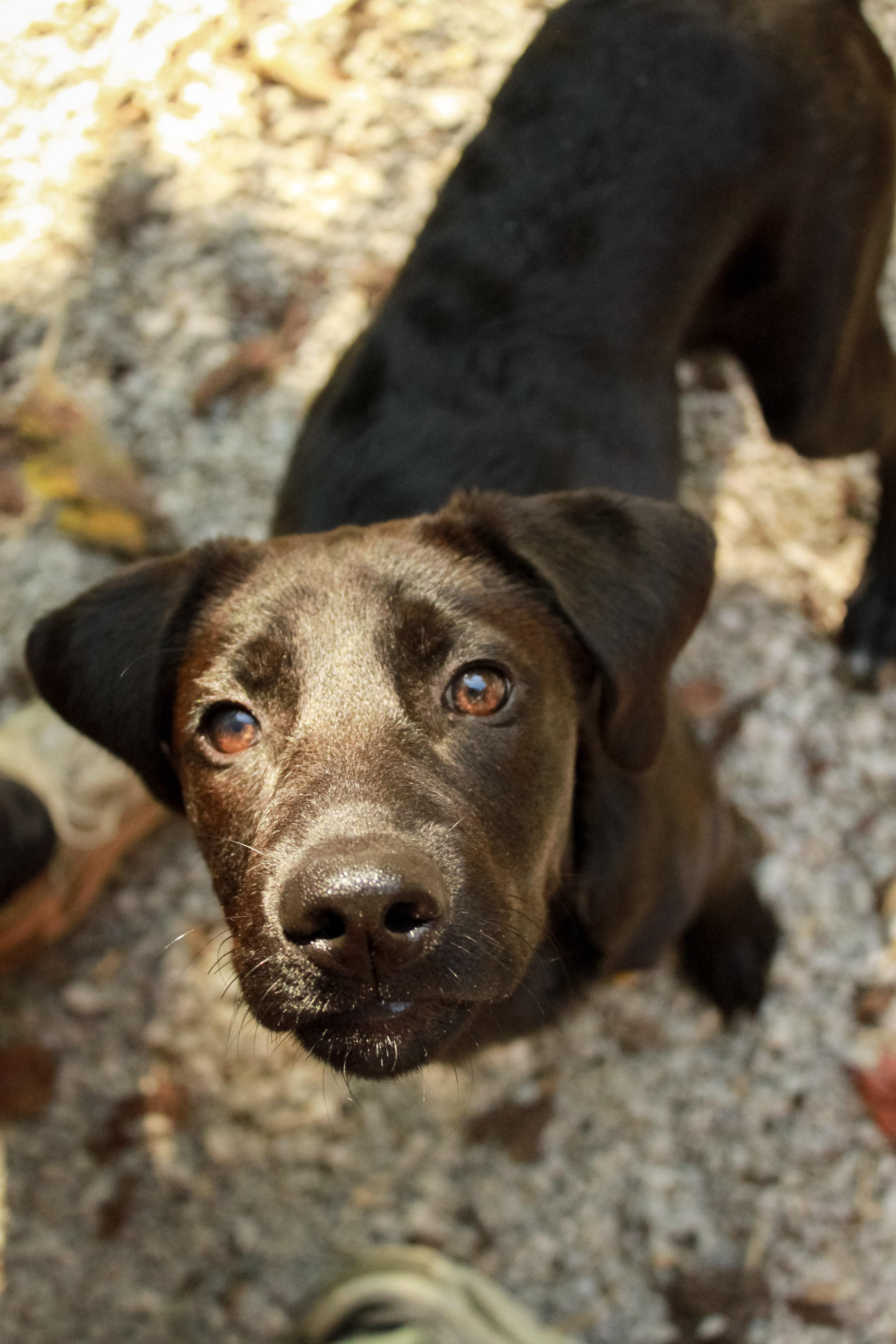 Enlarge Pixie, a Adopted mixed breed in Ona, WV image 1/2