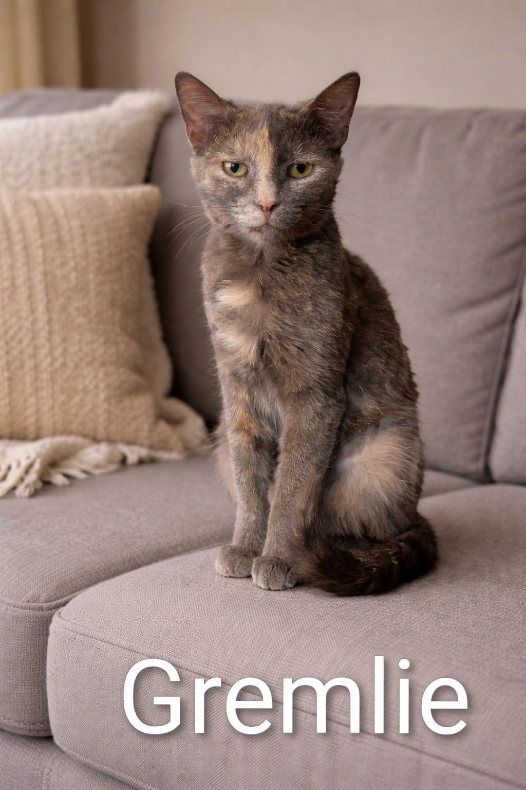 Gremlie, ADOPTABLE, Adult Female Dilute Tortoiseshell.