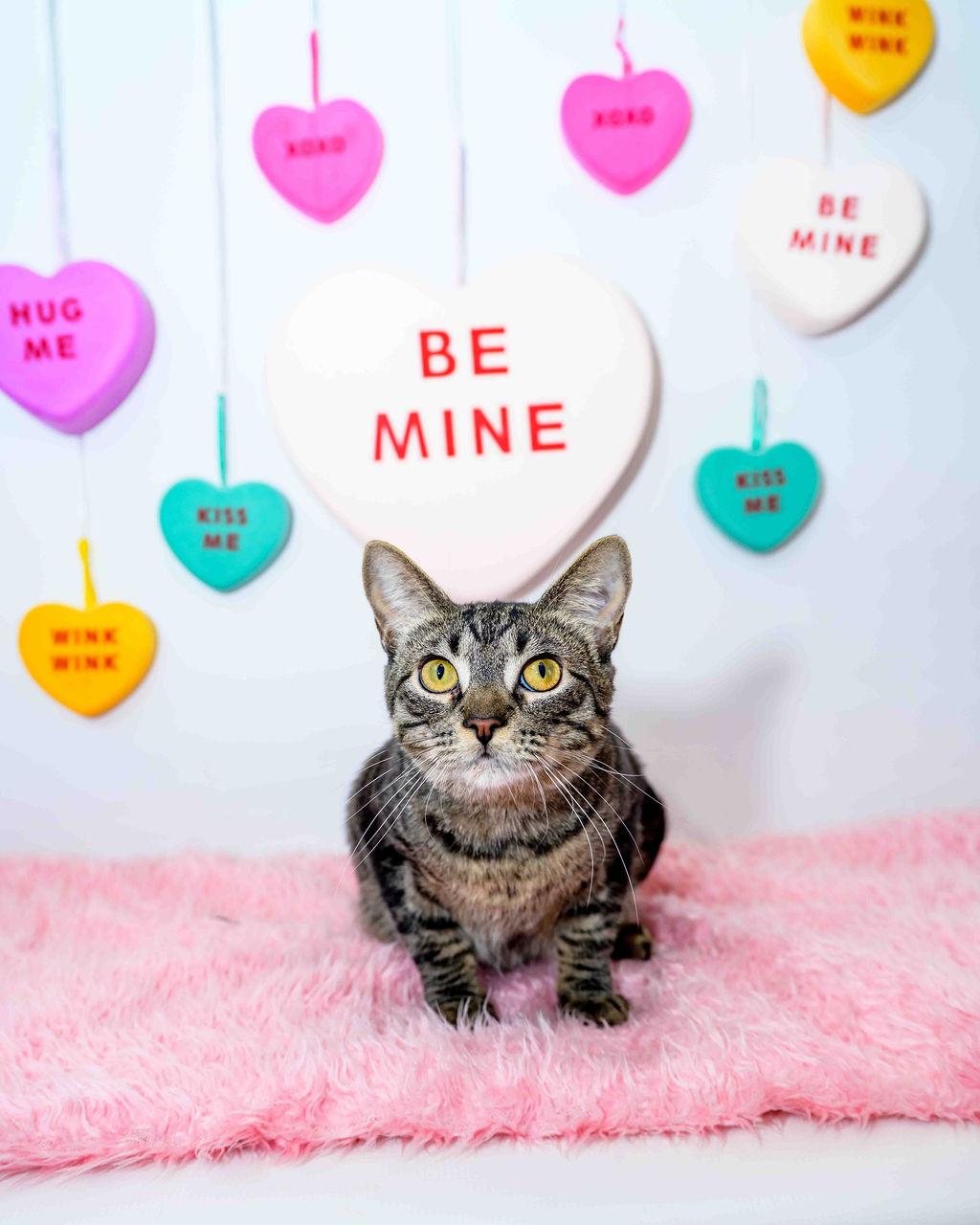 Enlarge Misty Lee, a Adoptable Domestic Short Hair in Jefferson, LA image 1/6