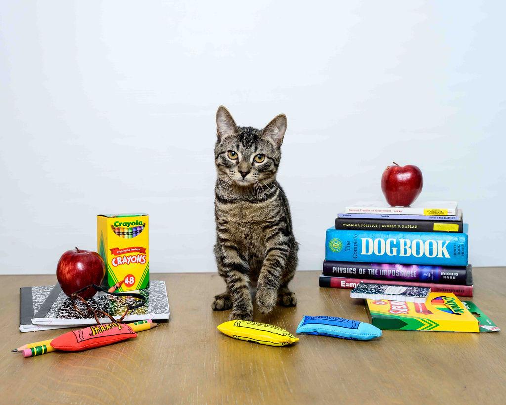 Misty Lee, Adoptable, Young Female Domestic Short Hair.