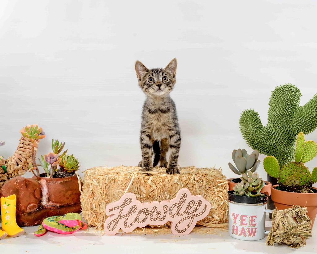 Misty Lee, a Adoptable Domestic Short Hair in Jefferson, LA image 6/6