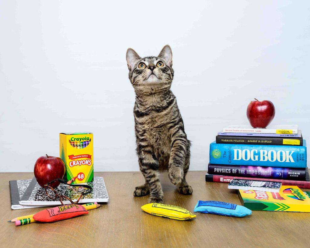 Misty Lee, a Adoptable Domestic Short Hair in Jefferson, LA image 2/6