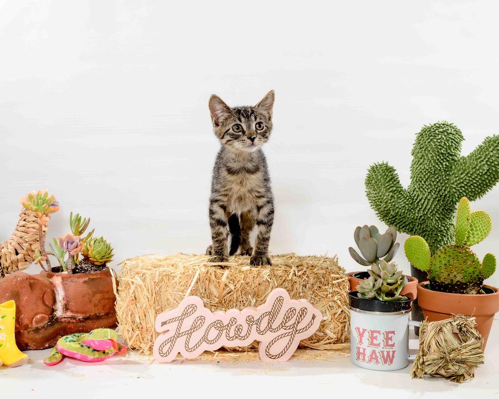 Misty Lee, Adoptable, Young Female Domestic Short Hair.