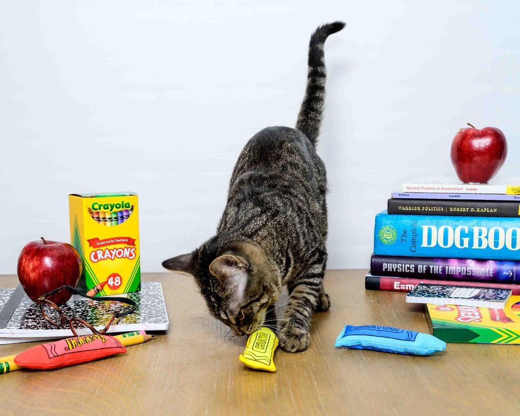 Misty Lee, a Adoptable Domestic Short Hair in Jefferson, LA image 4/6