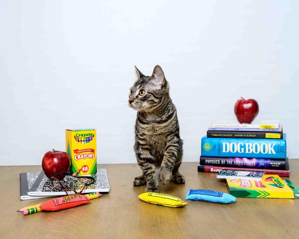 Misty Lee, a Adoptable Domestic Short Hair in Jefferson, LA image 3/6