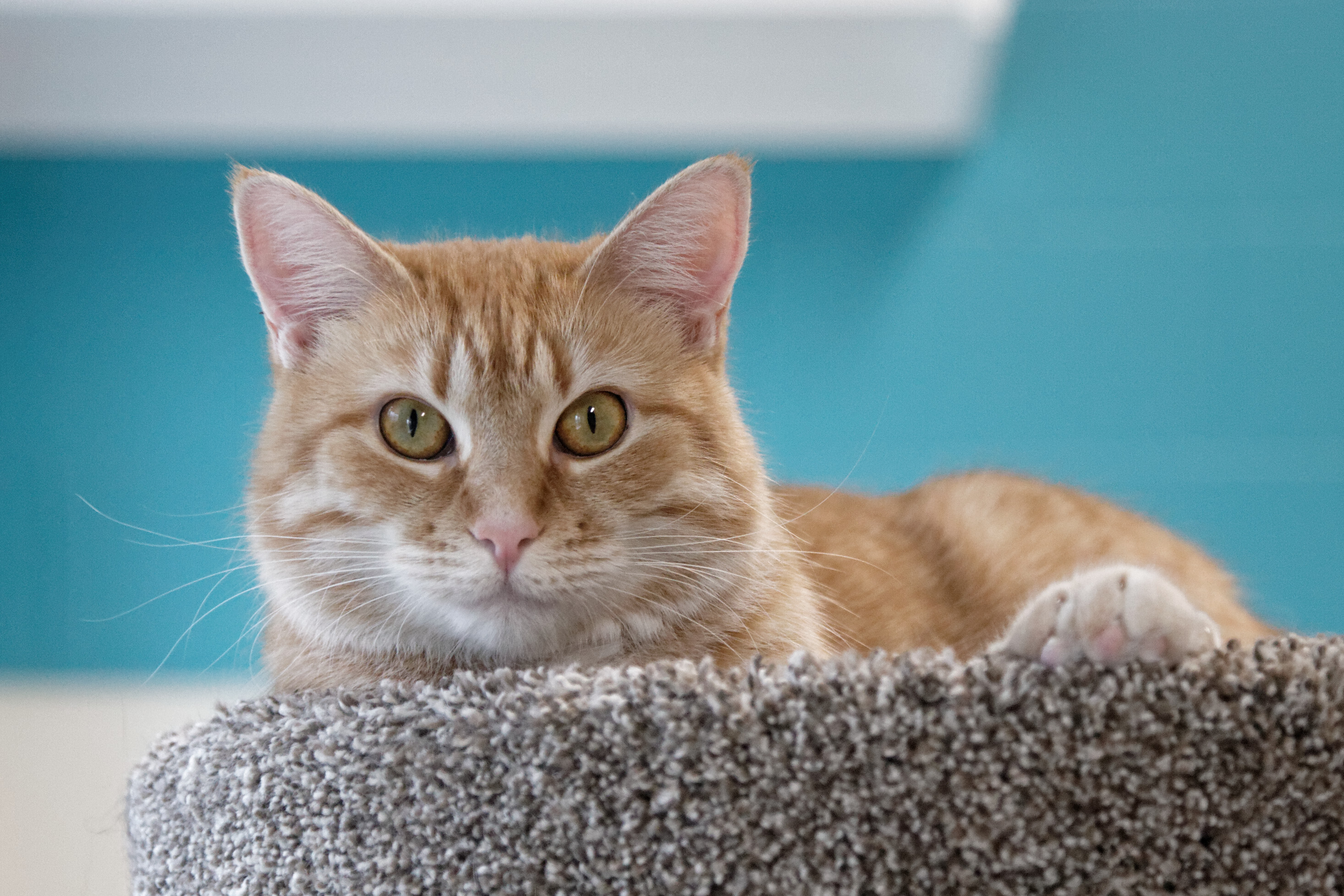 Samantha, Adoptable, Adult Female Domestic Short Hair.