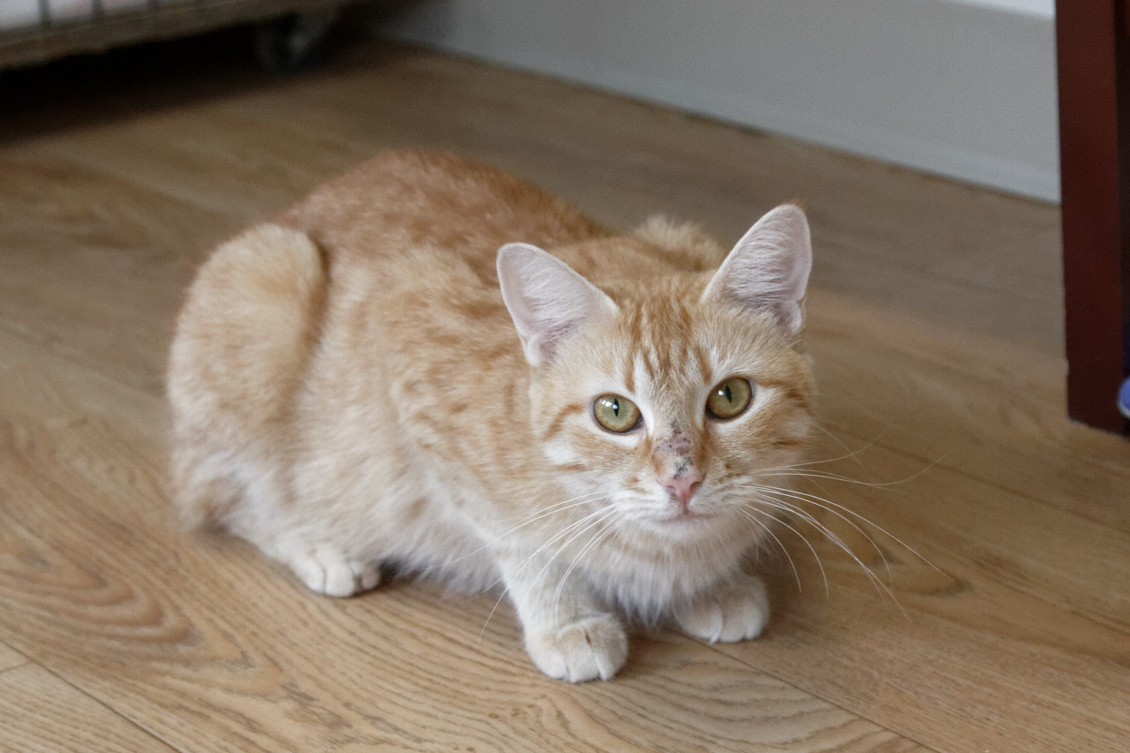 Samantha, a Adoptable Domestic Short Hair in Urbana, OH image 4/6