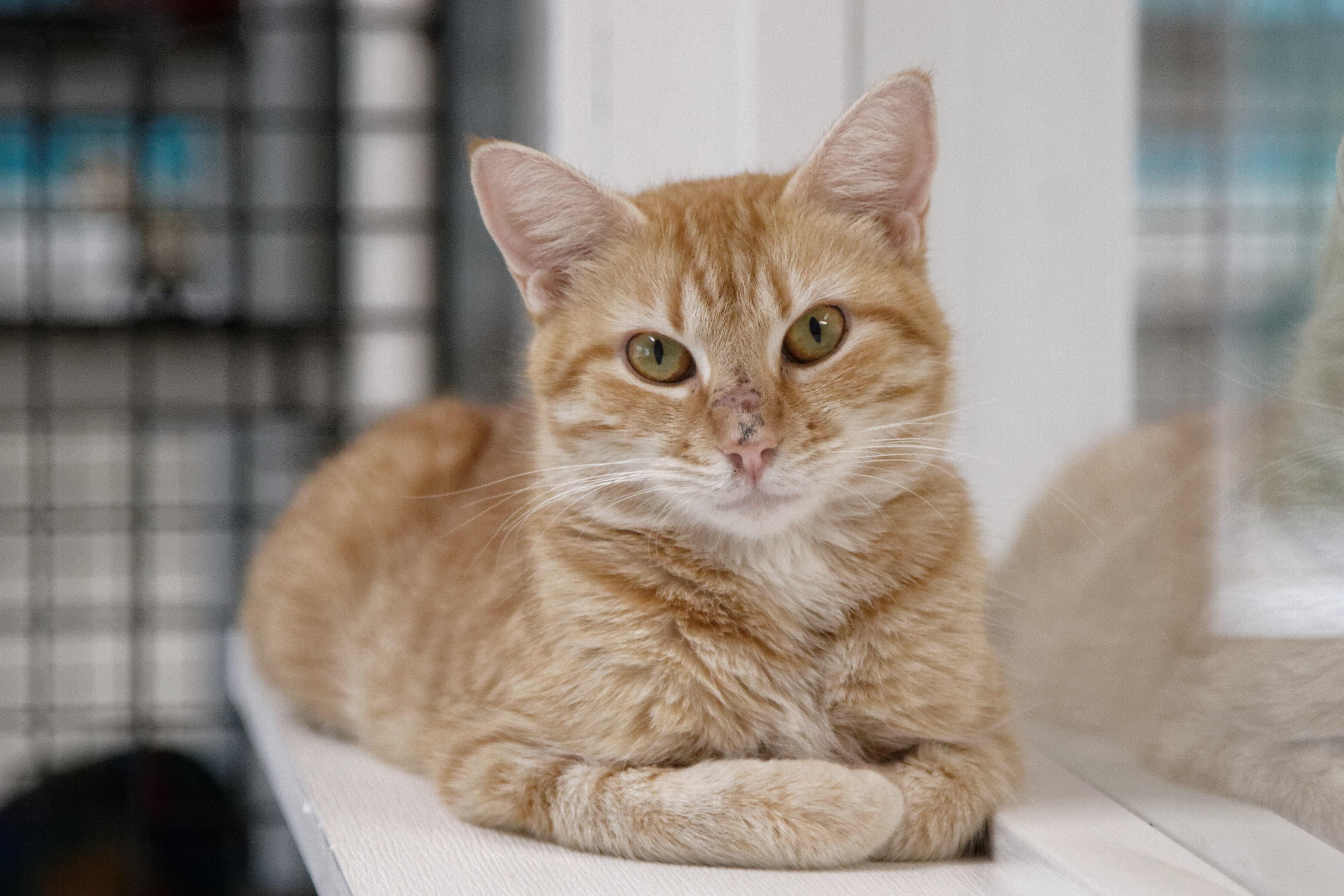 Samantha, a Adoptable Domestic Short Hair in Urbana, OH image 5/6