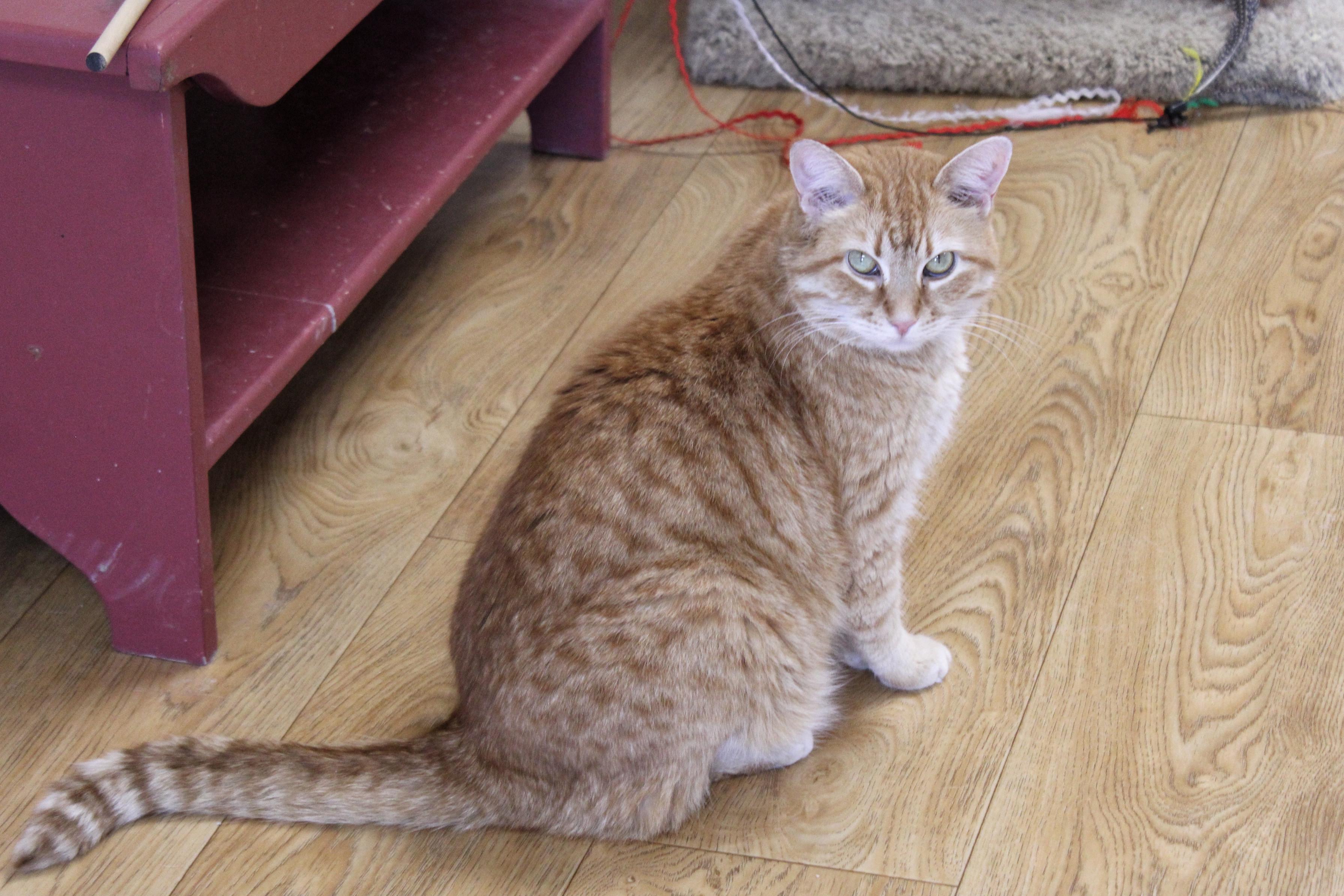 Samantha, a Adoptable Domestic Short Hair in Urbana, OH image 2/6