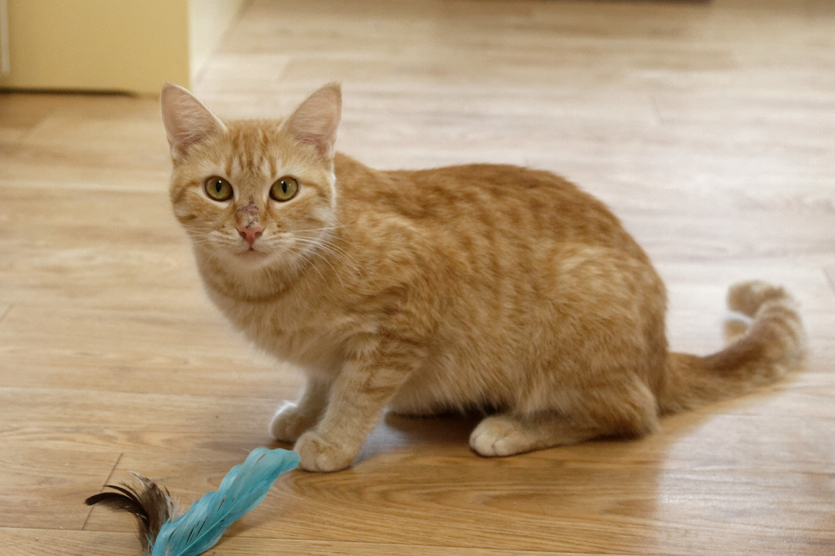 Samantha, a Adoptable Domestic Short Hair in Urbana, OH image 6/6