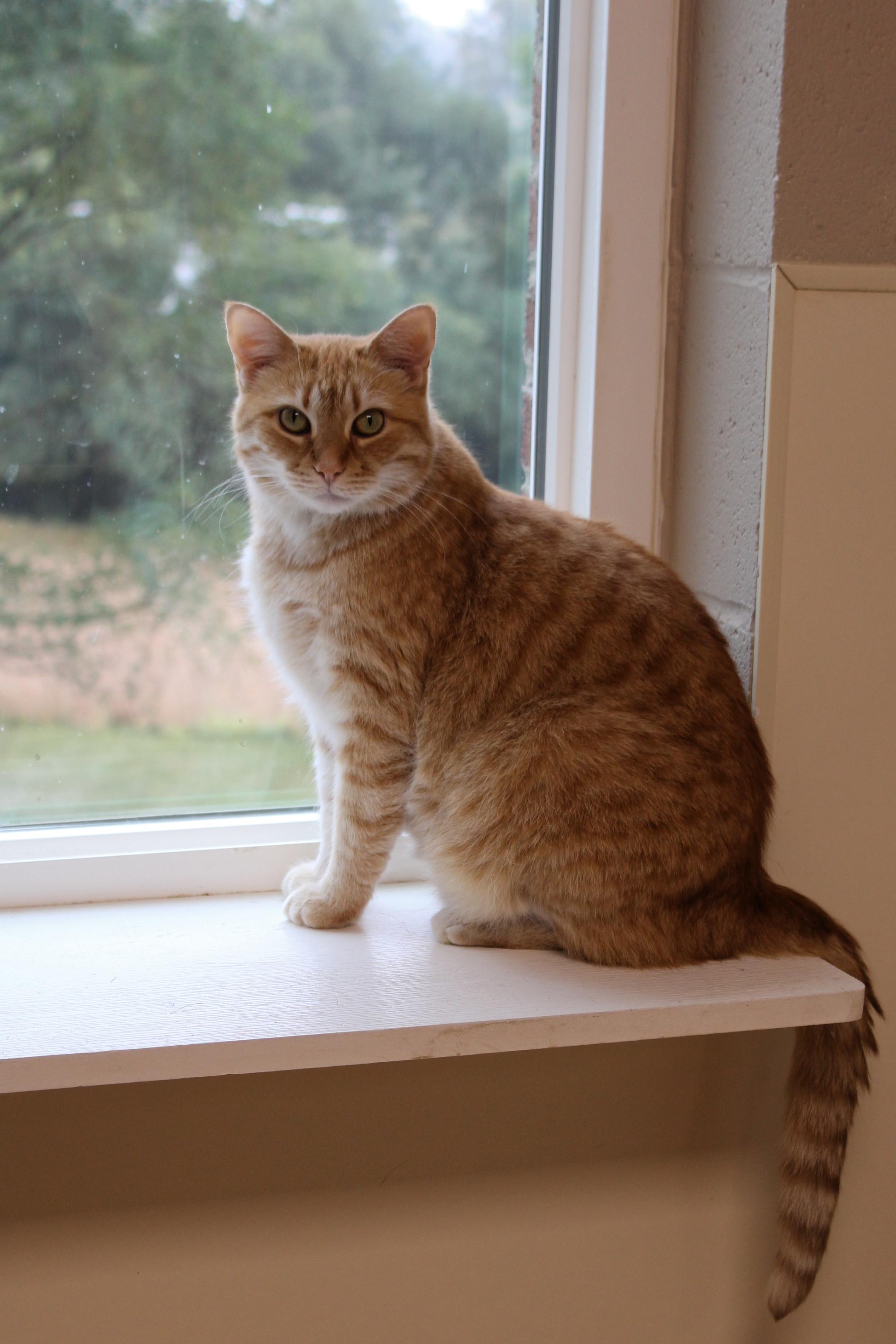 Samantha, an adoptable Domestic Short Hair in Urbana, OH, 43078 | Photo Image 3