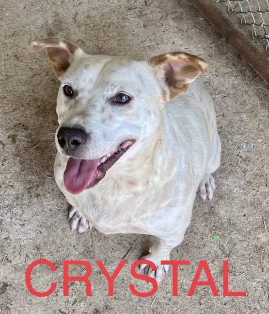 Crystal, Adoptable, Adult Female Jack Russell Terrier.