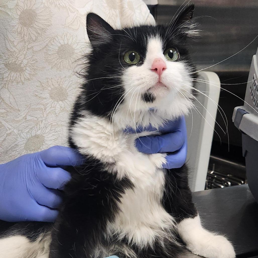 Enlarge Noodle, a Adoptable Domestic Short Hair in Salt Lake City, UT image 1/6