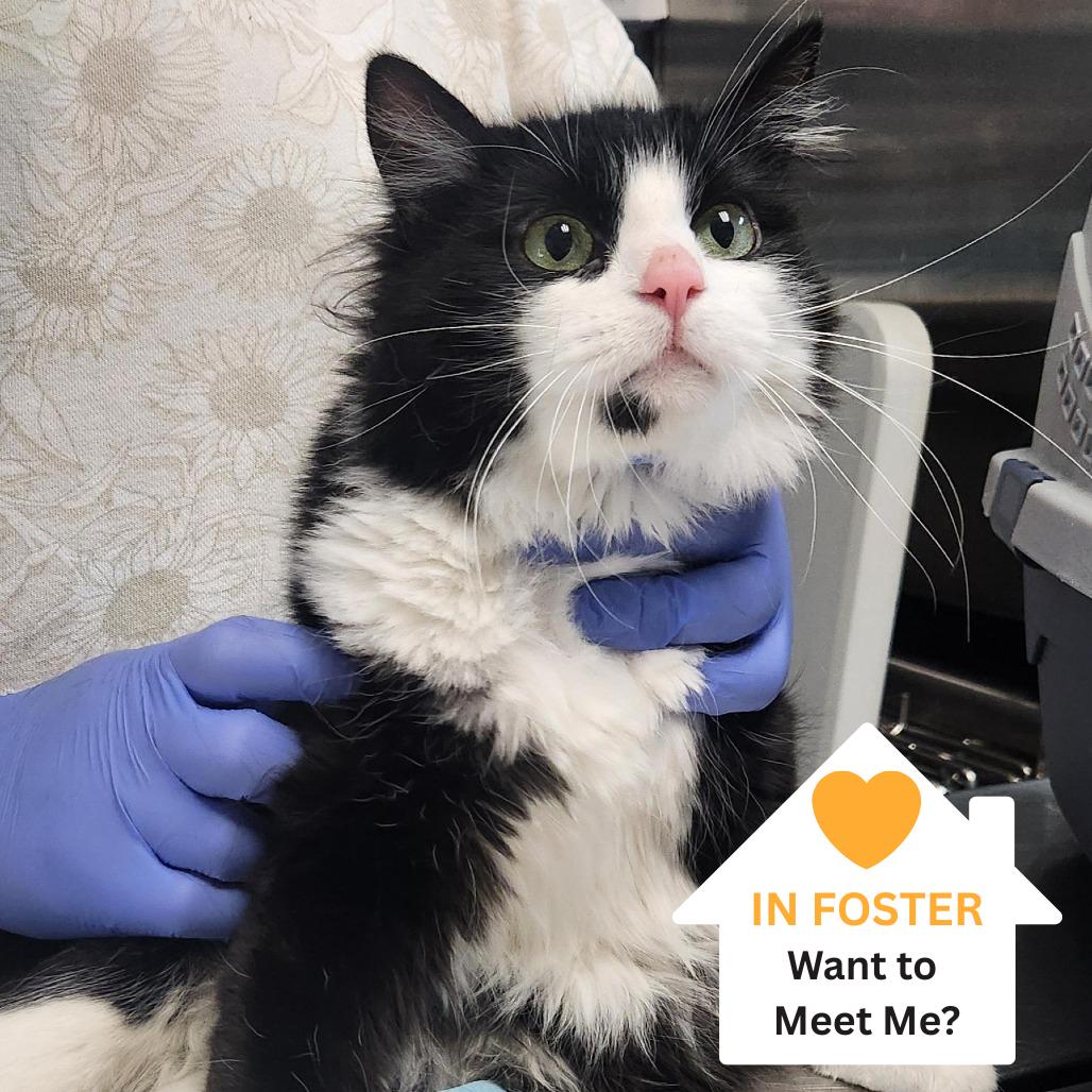 Enlarge Noodle, a Adoptable Domestic Short Hair in Salt Lake City, UT image 1/4