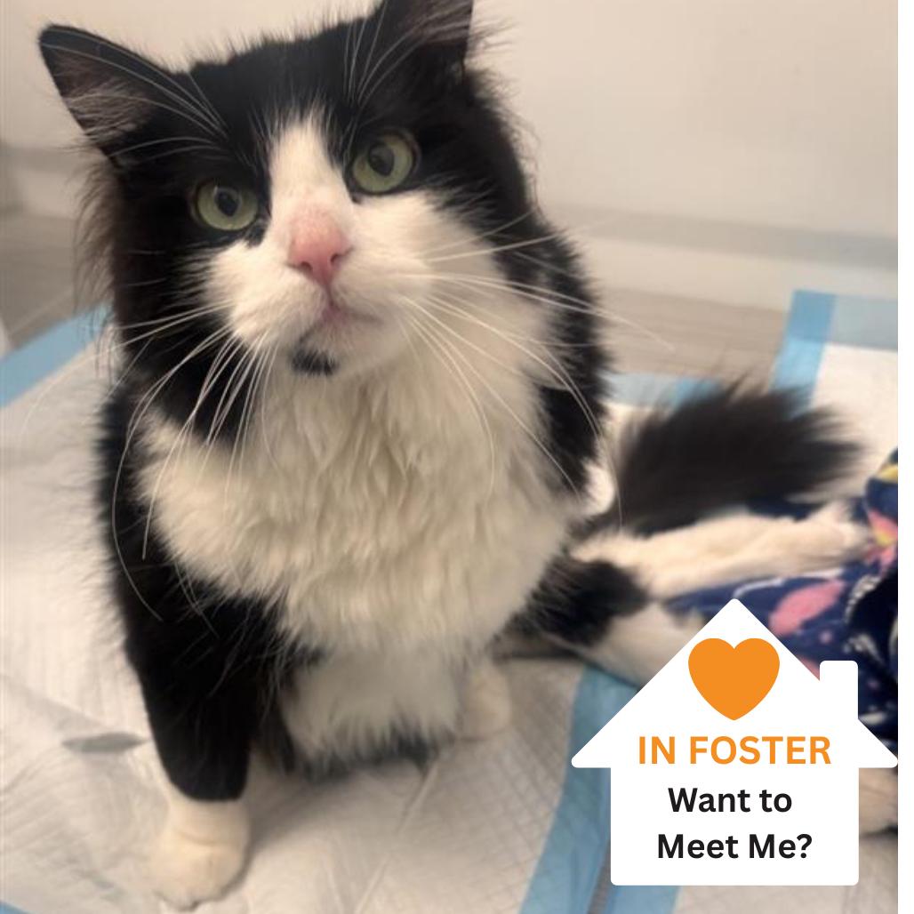 Enlarge Noodle, a Adoptable Domestic Short Hair in Salt Lake City, UT image 2/5