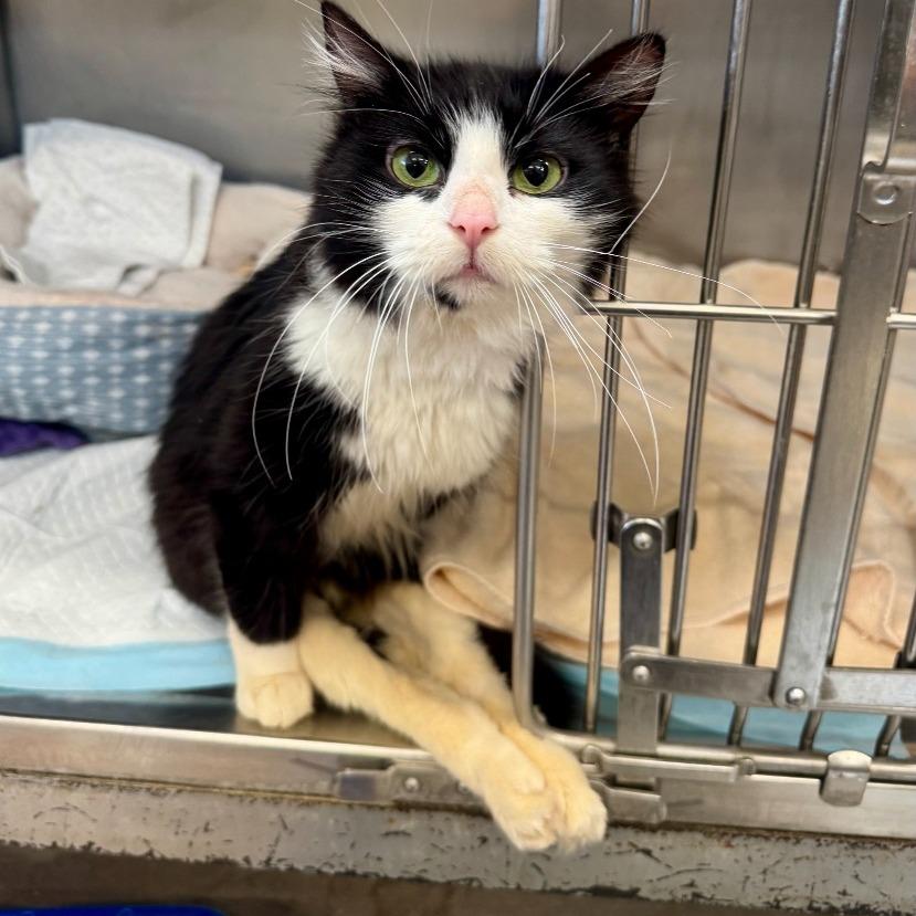 Noodle, Adoptable, Adult Female Domestic Short Hair.