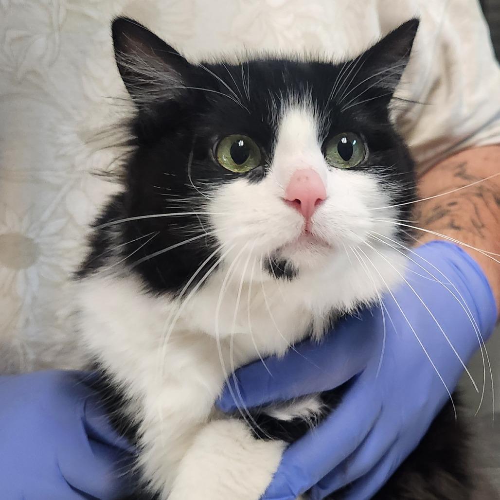 Noodle, Adoptable, Adult Female Domestic Short Hair.