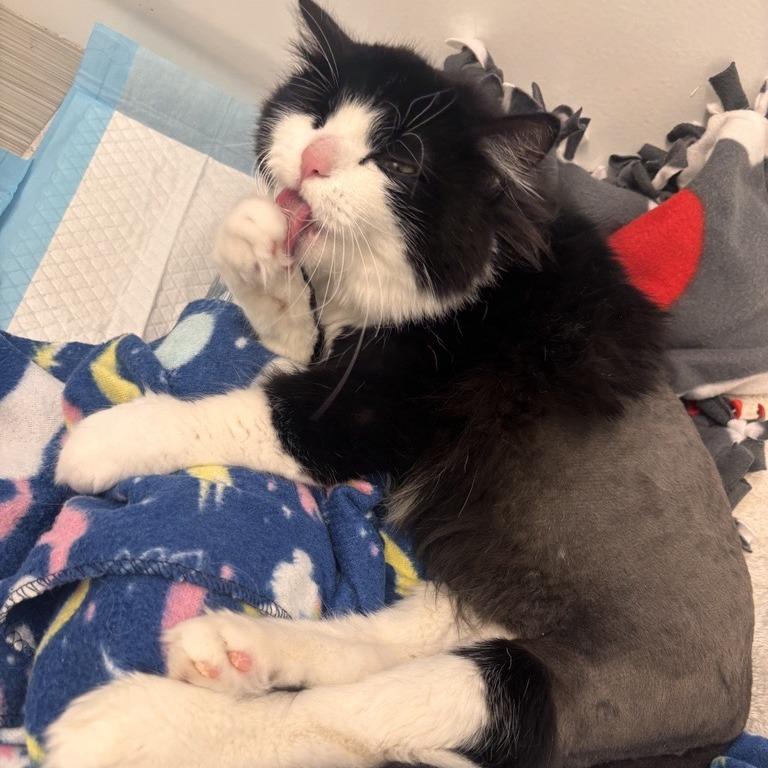 Enlarge Noodle, a Adoptable Domestic Short Hair in Salt Lake City, UT image 4/5