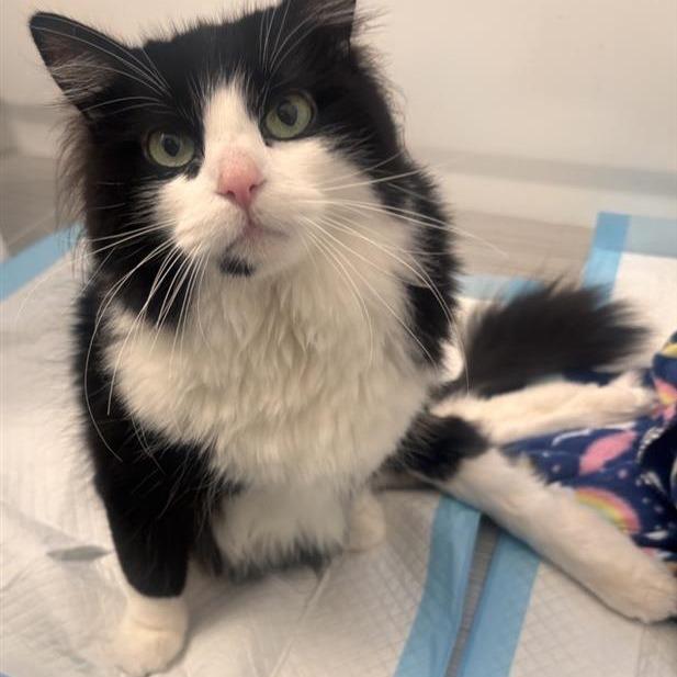 Enlarge Noodle, a Adoptable Domestic Short Hair in Salt Lake City, UT image 6/6