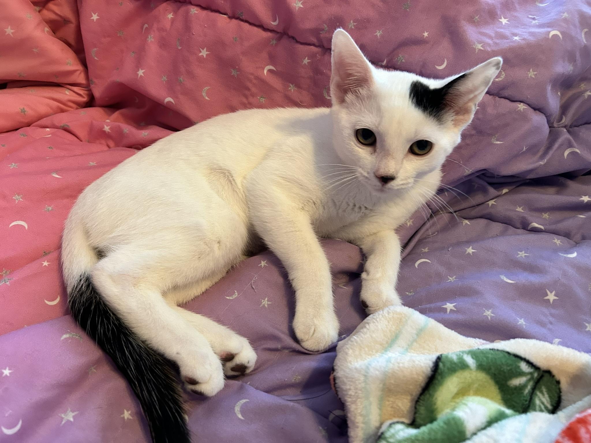 Ruby, ADOPTABLE, Kitten Female Domestic Short Hair.