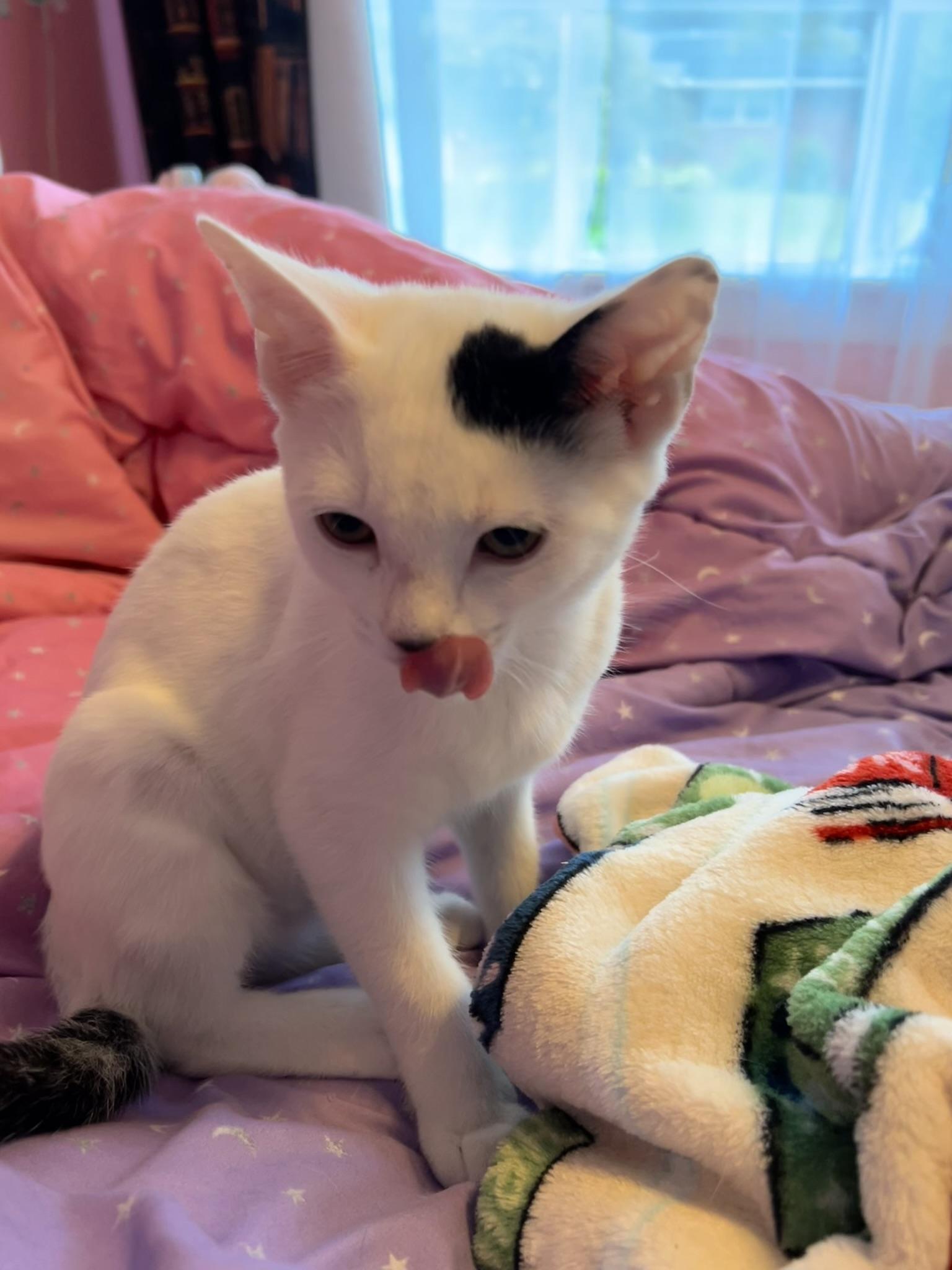 Ruby, a ADOPTABLE Domestic Short Hair in Allentown, PA image 6/6