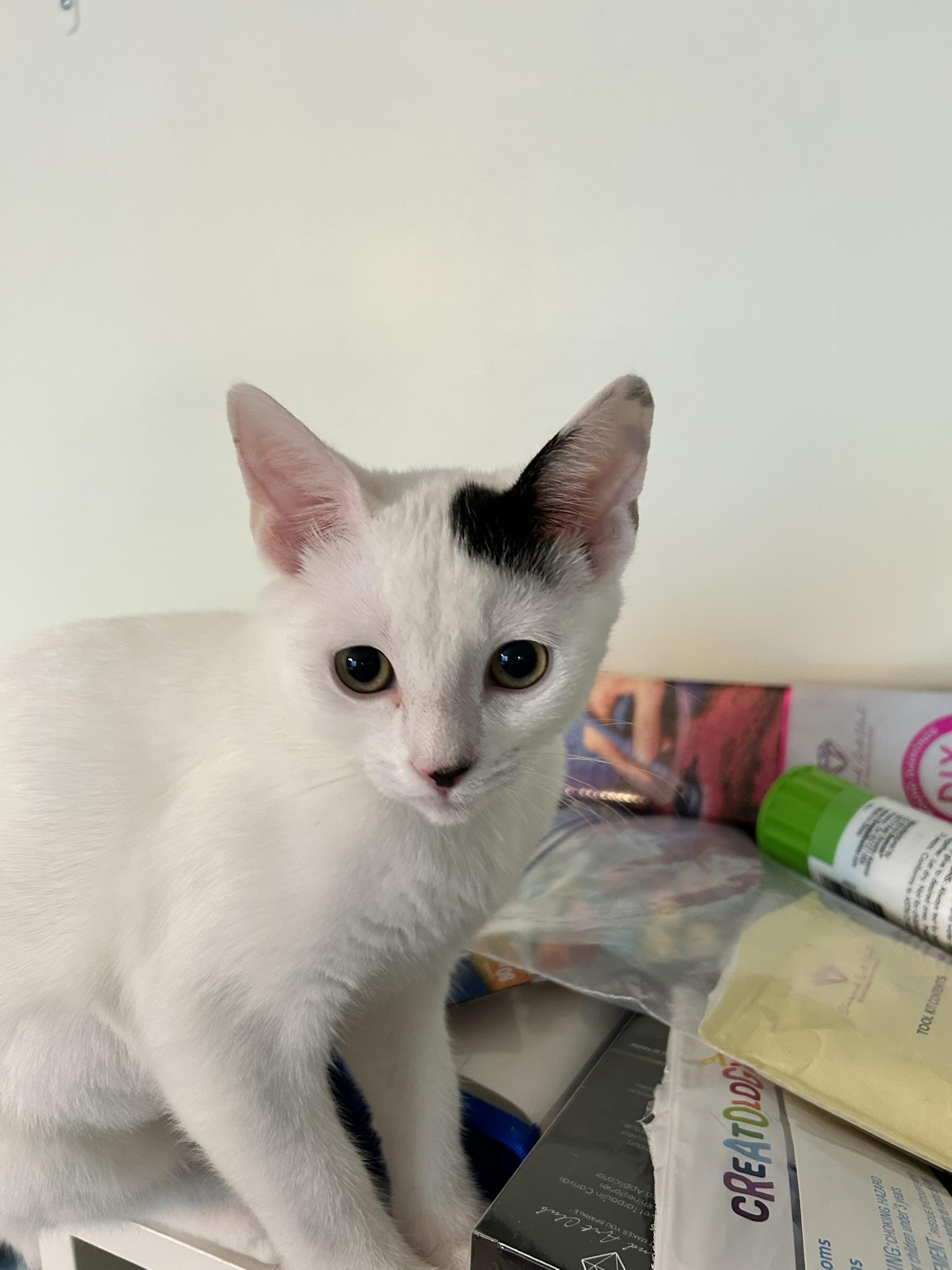 Ruby, a ADOPTABLE Domestic Short Hair in Allentown, PA image 2/6
