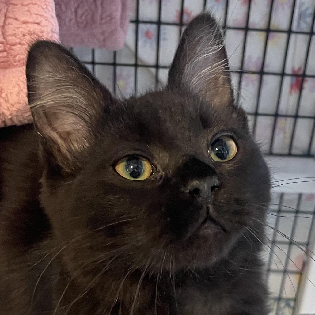 Enlarge Habibi, a Adoptable Domestic Medium Hair in Chicago, IL image 1/1