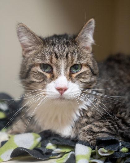 (Kevin), Adoptable, Senior Male Domestic Short Hair & Domestic Short Hair.