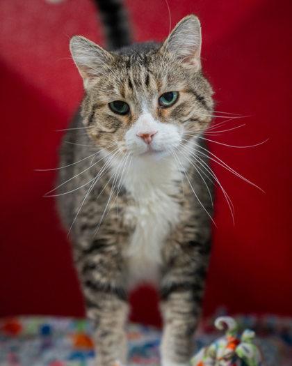 (Kevin), a Adoptable Domestic Short Hair in Pequot Lakes, MN image 2/3