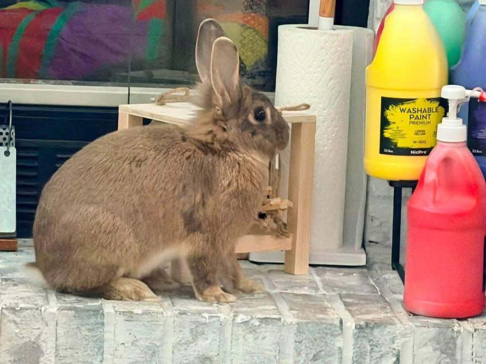 94, a ADOPTABLE Lionhead in St. Charles, MO image 2/5