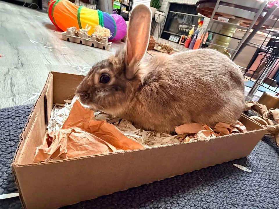 94, a ADOPTABLE Lionhead in St. Charles, MO image 4/5