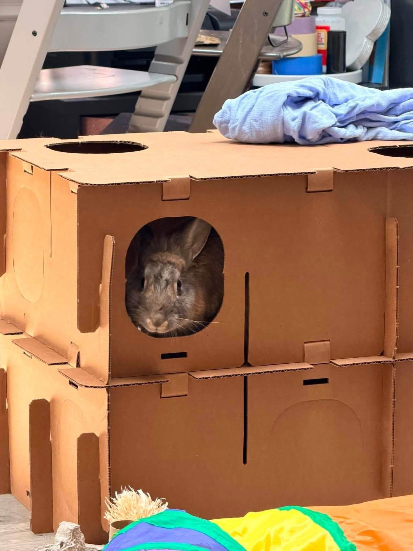 94, a ADOPTABLE Lionhead in St. Charles, MO image 1/5