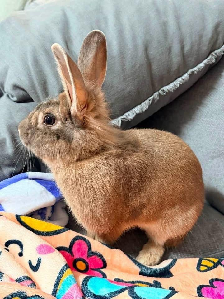 94, a ADOPTABLE Lionhead in St. Charles, MO image 3/5