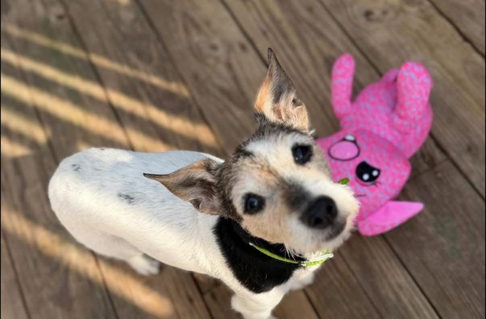 Sophie, Adoptable, Senior Female Jack Russell Terrier.