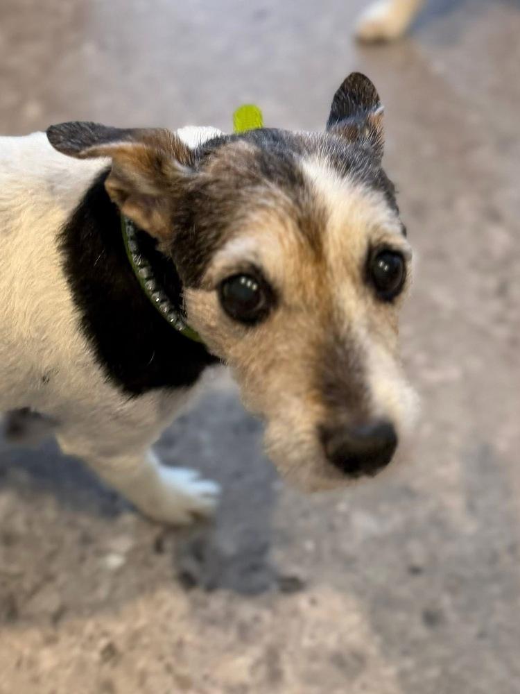 Enlarge Sophie, a Adoptable mixed breed in Scranton, PA image 2/4