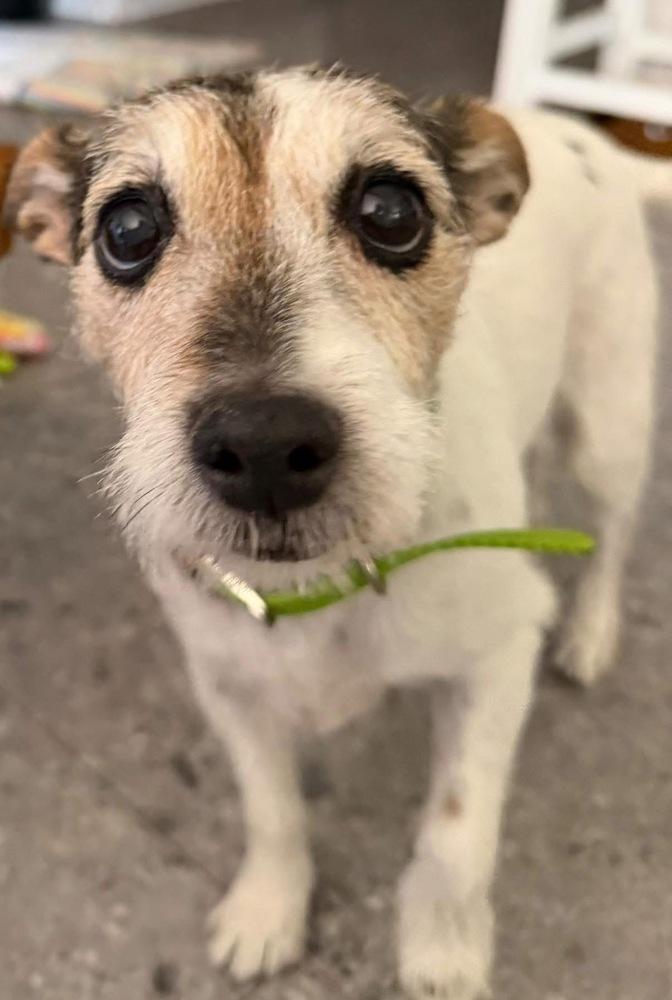 Enlarge Sophie, a Adoptable mixed breed in Scranton, PA image 3/4