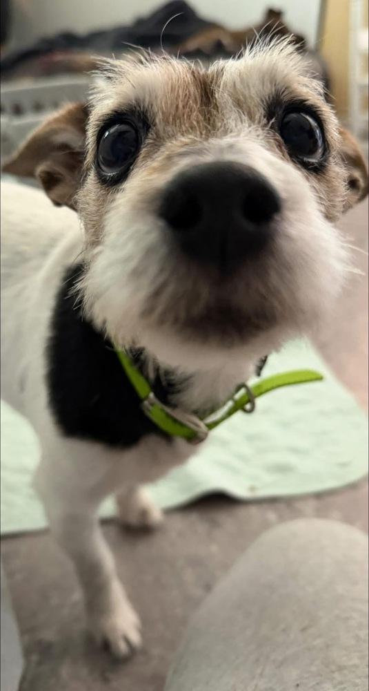 Enlarge Sophie, a Adoptable mixed breed in Scranton, PA image 4/4