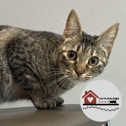 Enlarge Iris, a Adoptable mixed breed in Janesville, WI image 2/3