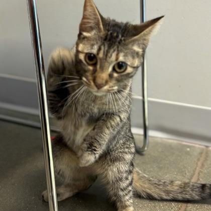 Iris, a Adoptable mixed breed in Janesville, WI image 2/3