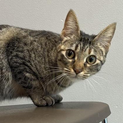 Iris, a Adoptable mixed breed in Janesville, WI image 3/3
