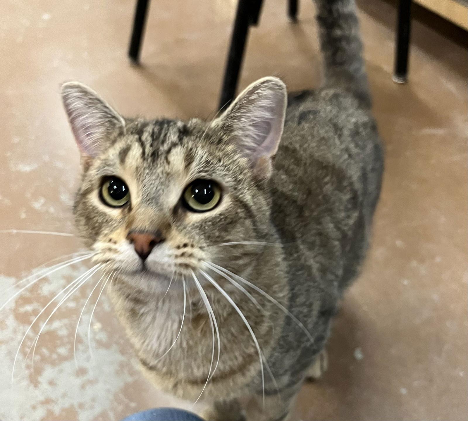 Tiger, Adoptable, Young Male Domestic Short Hair.