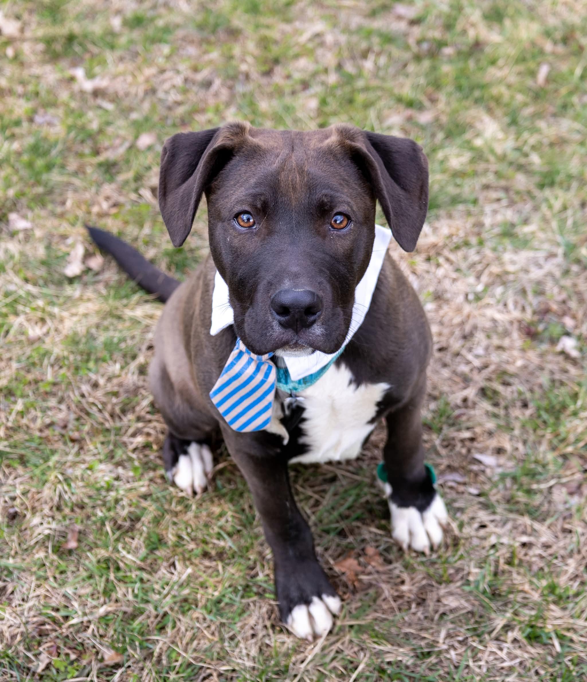 Enlarge Sparky , an adopted Mixed Breed in Argyle, NY image 4/6