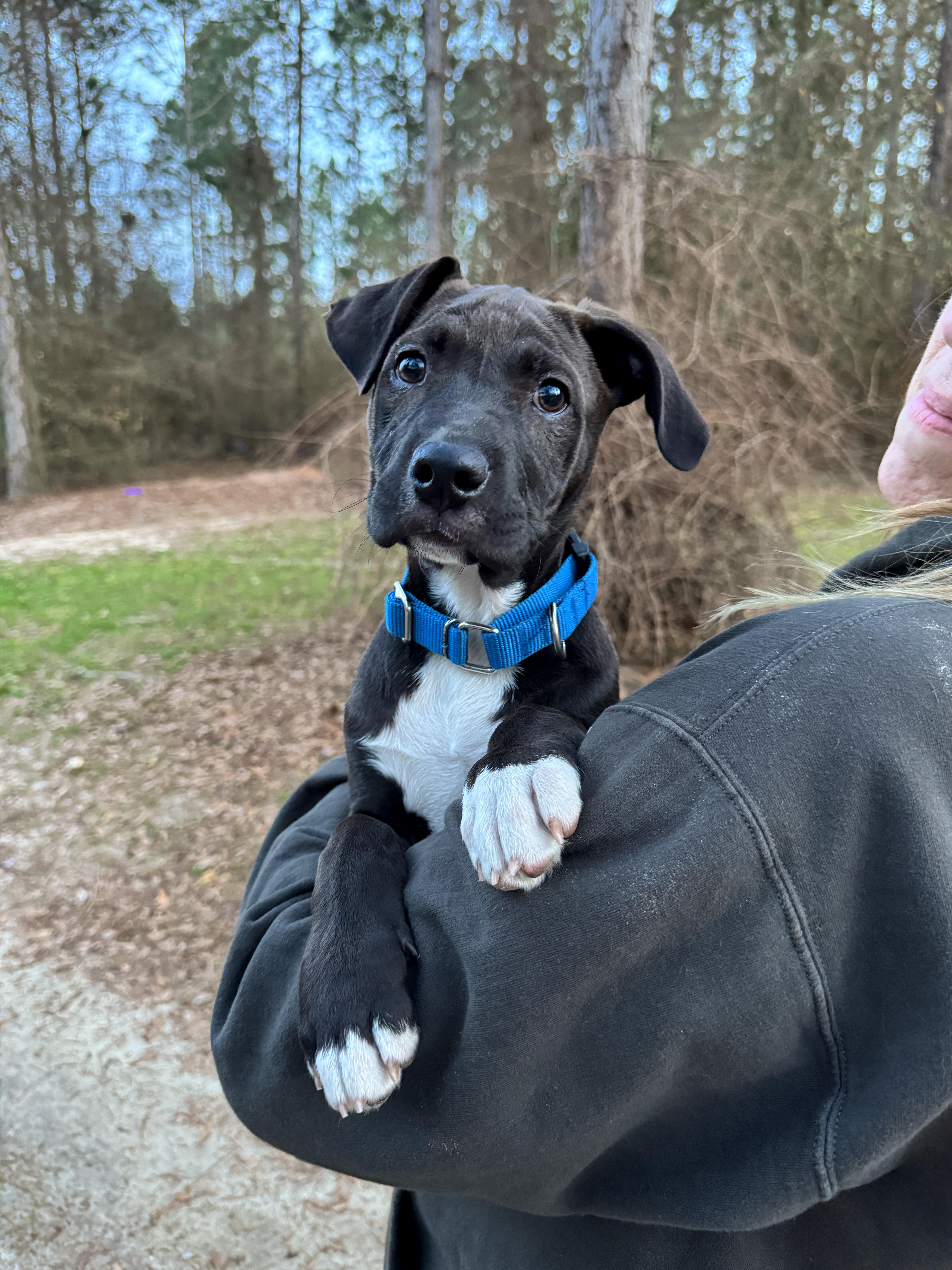 Enlarge Sparky , a ADOPTABLE Mixed Breed in Argyle, NY image 3/6